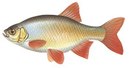 Спецтехснаб - иконка «рыбалка» в Фокино